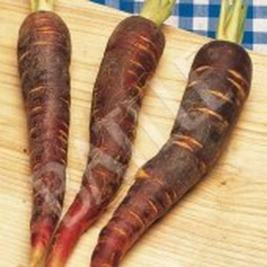 Semillas Zanahorias
