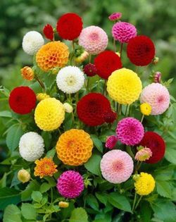 Semillas Zinnias Rosas Místicas