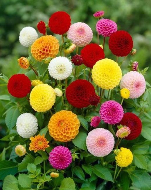 Semillas Zinnias Rosas Místicas