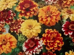Semillas Zinnias Rosas Místicas