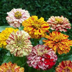Semillas Zinnias Rosas Místicas