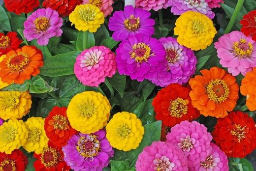 Semillas Zinnias Rosas Místicas