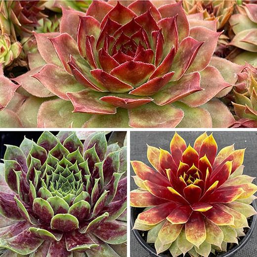 Sempervivum Chick Charms® Caja 6 uds.