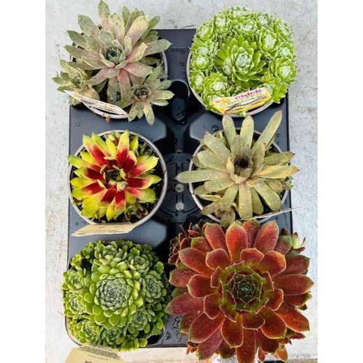 Sempervivum Chick Charms® Caja 6 uds.
