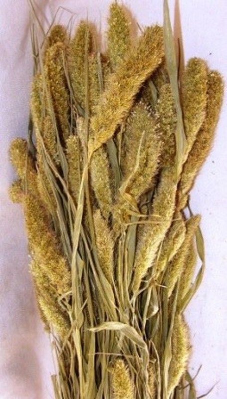 Setarea Natural Seca