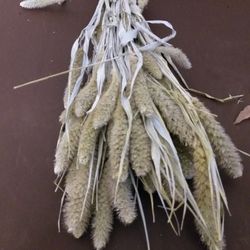 Setarea Natural Seca