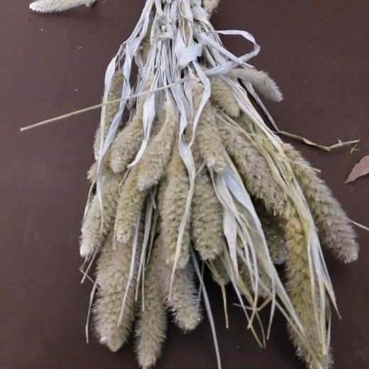 Setarea Natural Seca