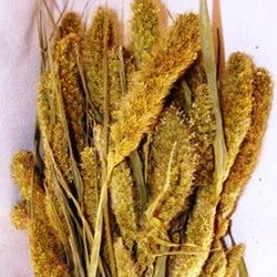 Setarea Natural Seca