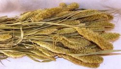 Setarea Natural Seca