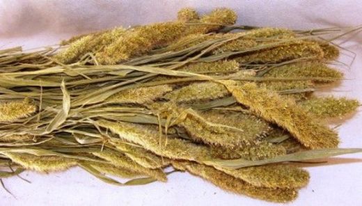 Setarea Natural Seca