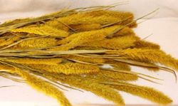 Setarea Natural Seca