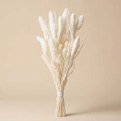 Setarea natural seca