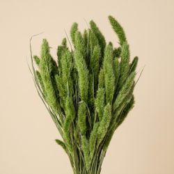 Setarea natural seca