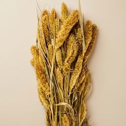 Setarea natural seca