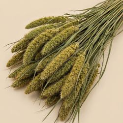 Setarea natural seca