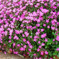 Silene Caja 15 uds.