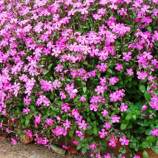 Silene Caja 15 uds.