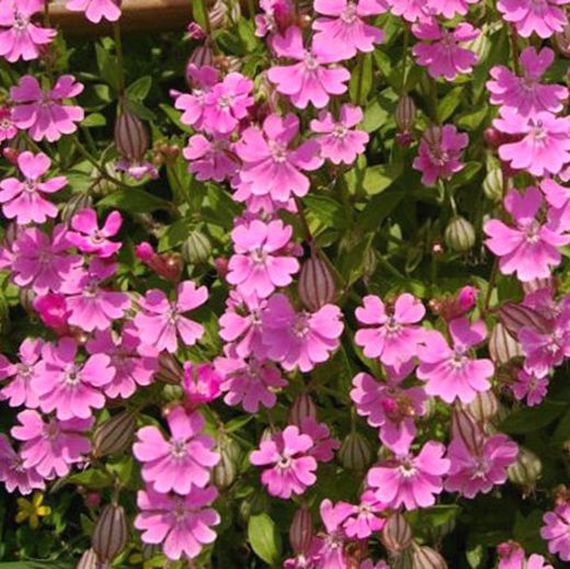 Silene Caja 15 uds.