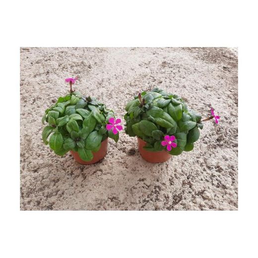 Silene Caja 15 uds.