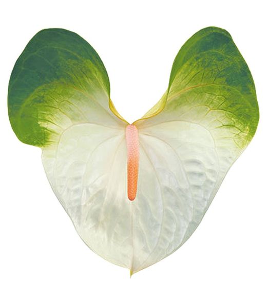 Anthurium Simba