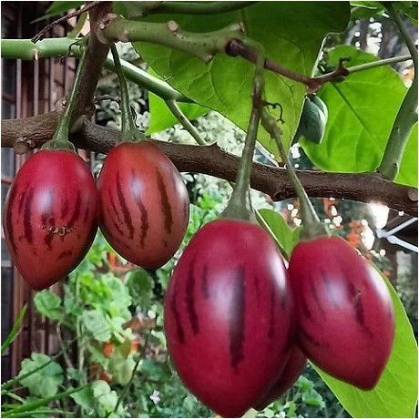 Solanum Betaceum, tamarillo, tomate de árbol