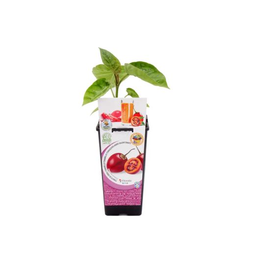 Solanum Betaceum, tamarillo, tomate de árbol