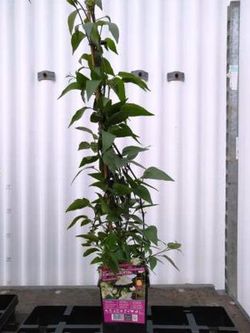 Solanum Jazminoide