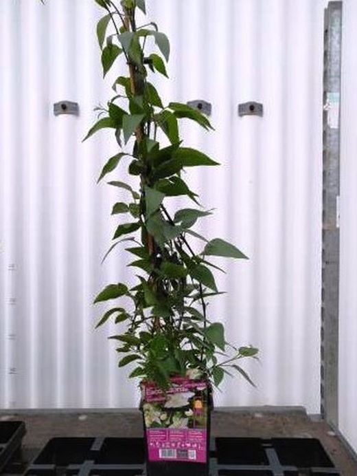 Solanum Jazminoide