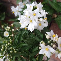 Solanum Jazminoide