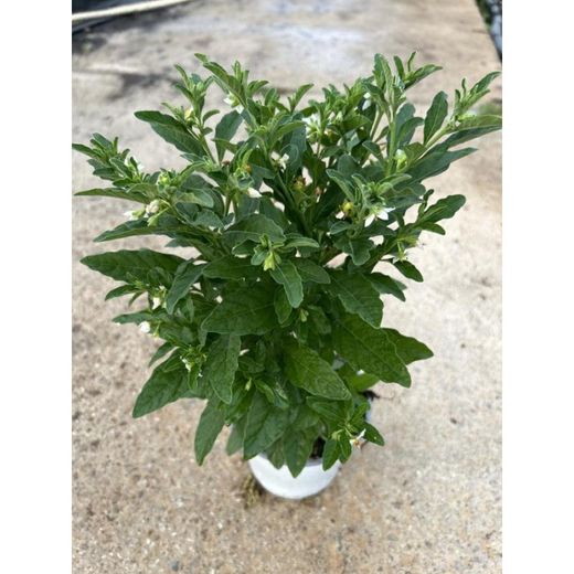 Solanum Pseudocapsicum, Cerezo de Jerusalén Caja 10 uds.