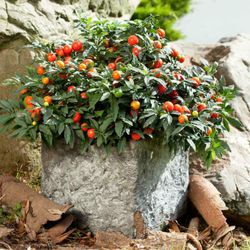 Solanum Pseudocapsicum, Cerezo de Jerusalén Caja 10 uds.