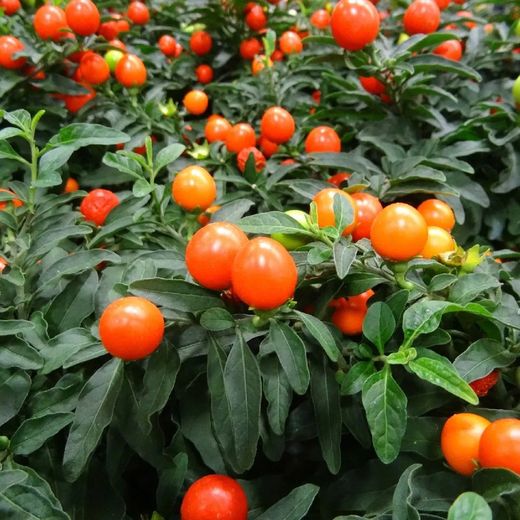Solanum Pseudocapsicum, Cerezo de Jerusalén Caja 10 uds.