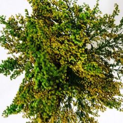 Solidago Preservado