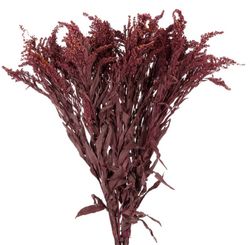 Solidago Preservado