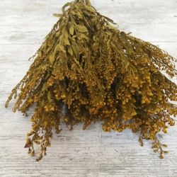 Solidago Preservado
