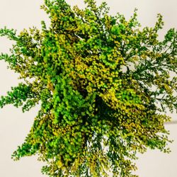Solidago Preservat