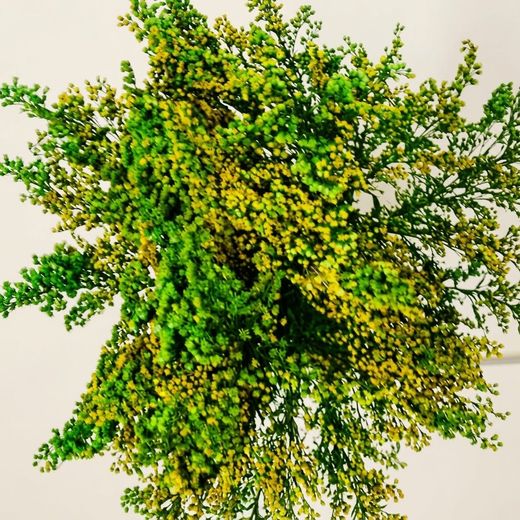 Solidago preservado