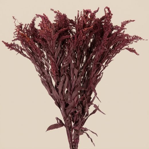 Solidago Preservat