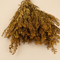 Solidago Preservat