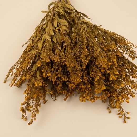 Solidago Preservat