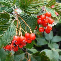 Sorbus Aria