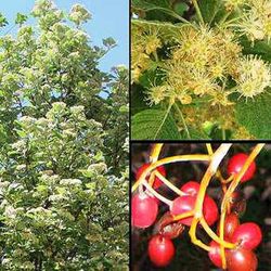 Sorbus Aria
