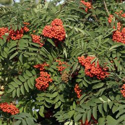 Sorbus Aucuparia