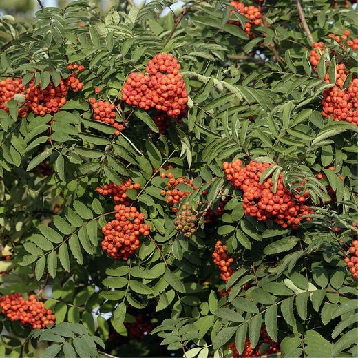 Sorbus Aucuparia