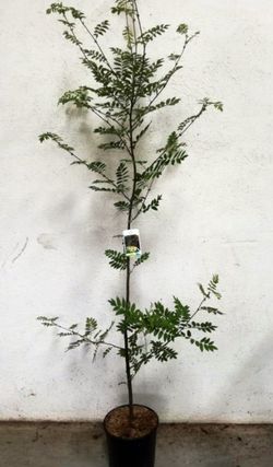 Sorbus Aucuparia