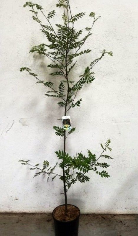 Sorbus Aucuparia