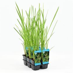 Sparganium Erectum