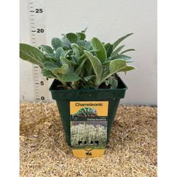 Stachys Biyzantina Caja 6 uds,