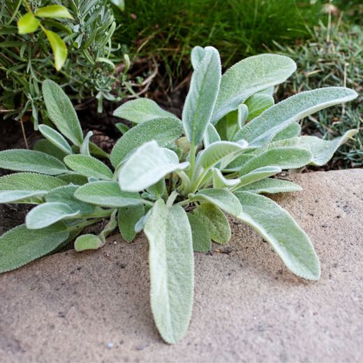 Stachys Biyzantina Caja 6 uds,