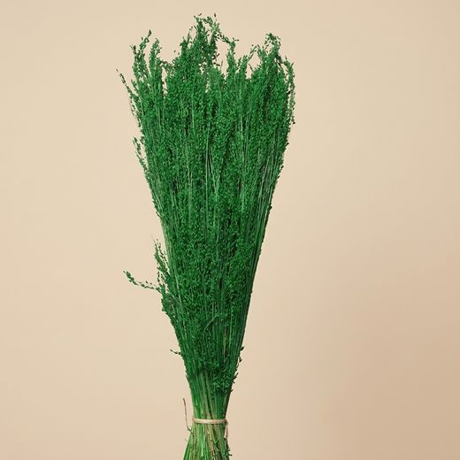 Stargrass sèche